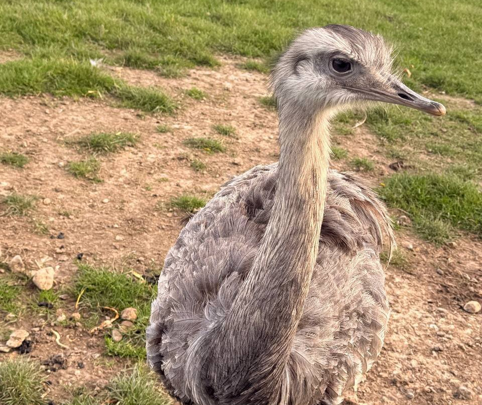 White Elm Garden Centre & Tea Room-Bicknacre必去景点