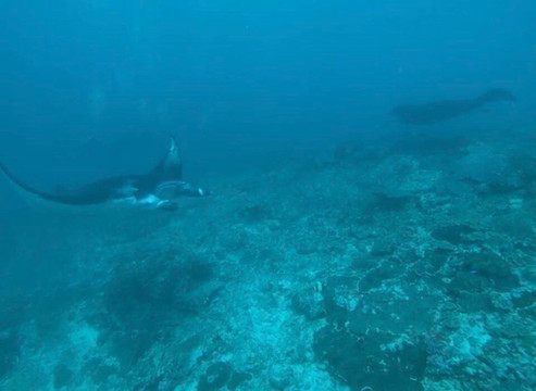 French Kiss Divers Lembongan-蓝梦岛必去景点