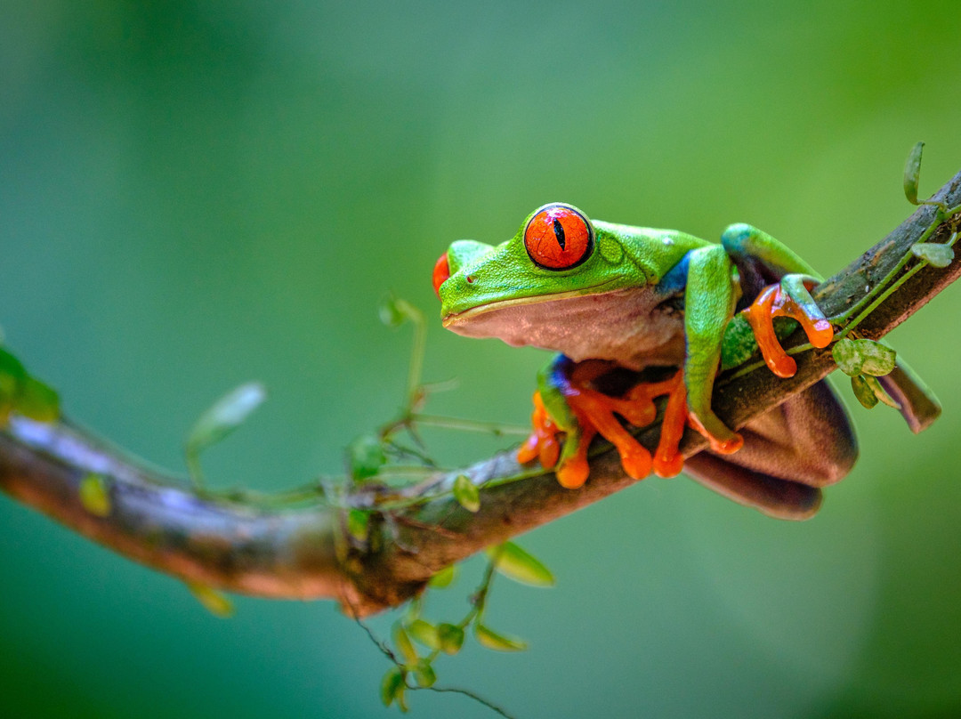 CostaVerde Tours-圣何塞必去景点