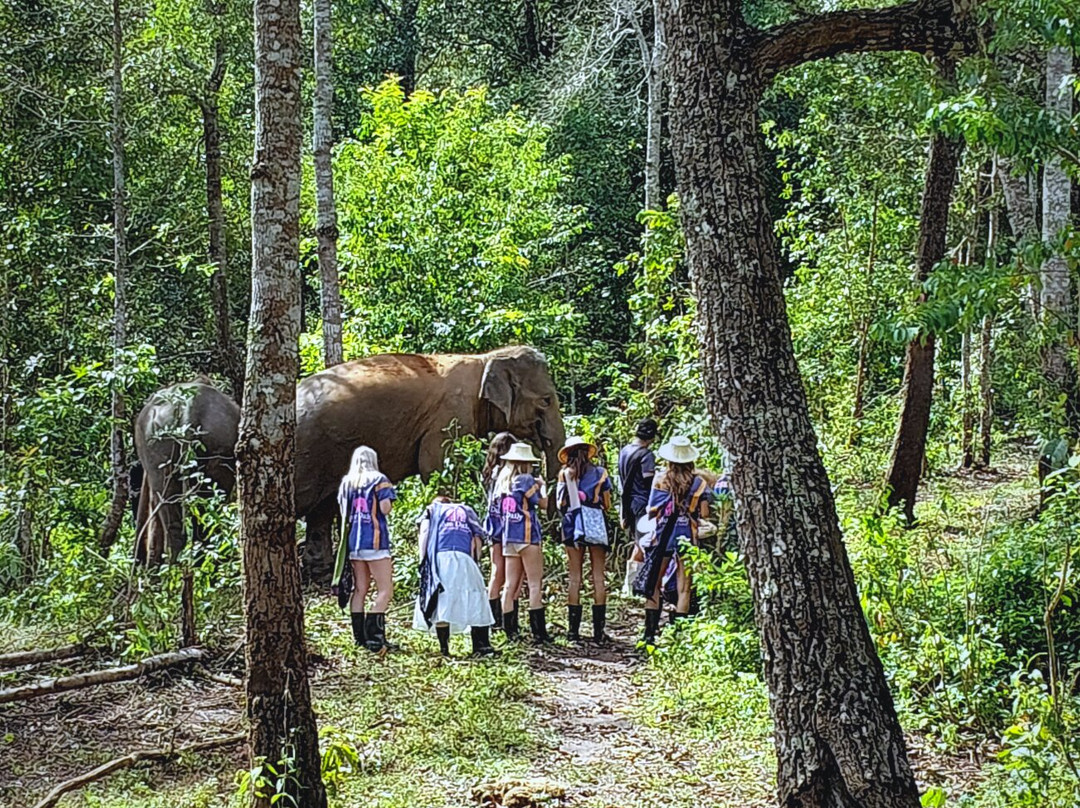 Blue Daily Elephant Care Sanctuary-清迈必去景点