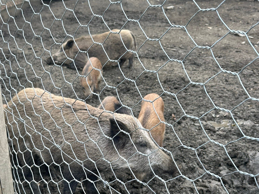 Parc Animalier d'Introd-Introd必去景点