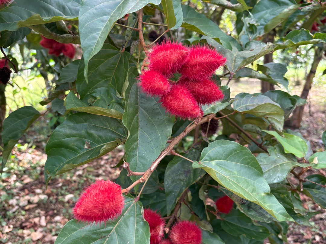 Finca Sura-Puerto Viejo de Sarapiqui必去景点