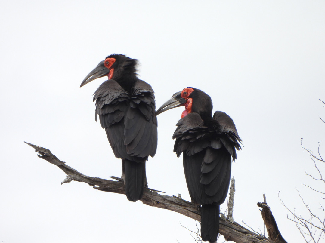Khalanga Safaris-伐拉博瓦必去景点