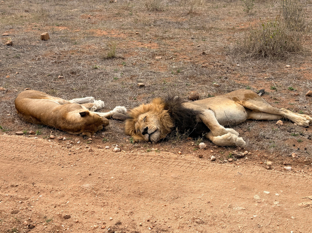 Rhino Africa Safaris-开普敦中心区必去景点