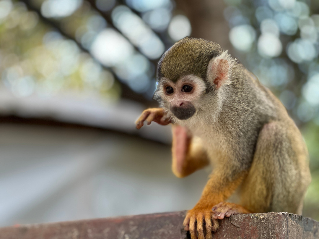 Monkey Park-Modiin必去景点