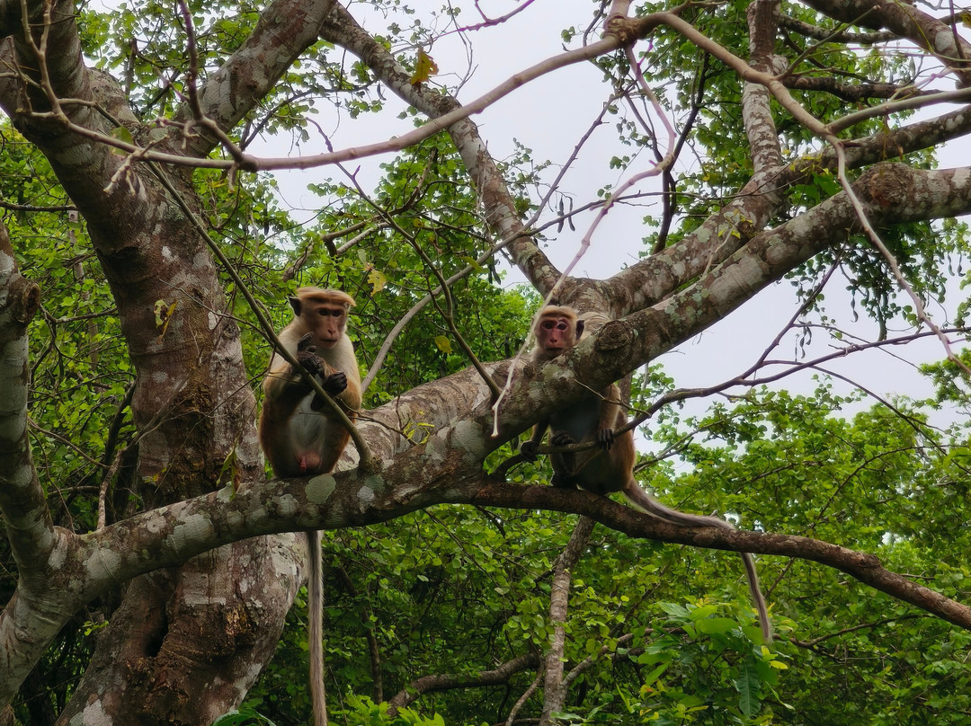 Safari Booking Sri Lanka-Hingurakgoda必去景点