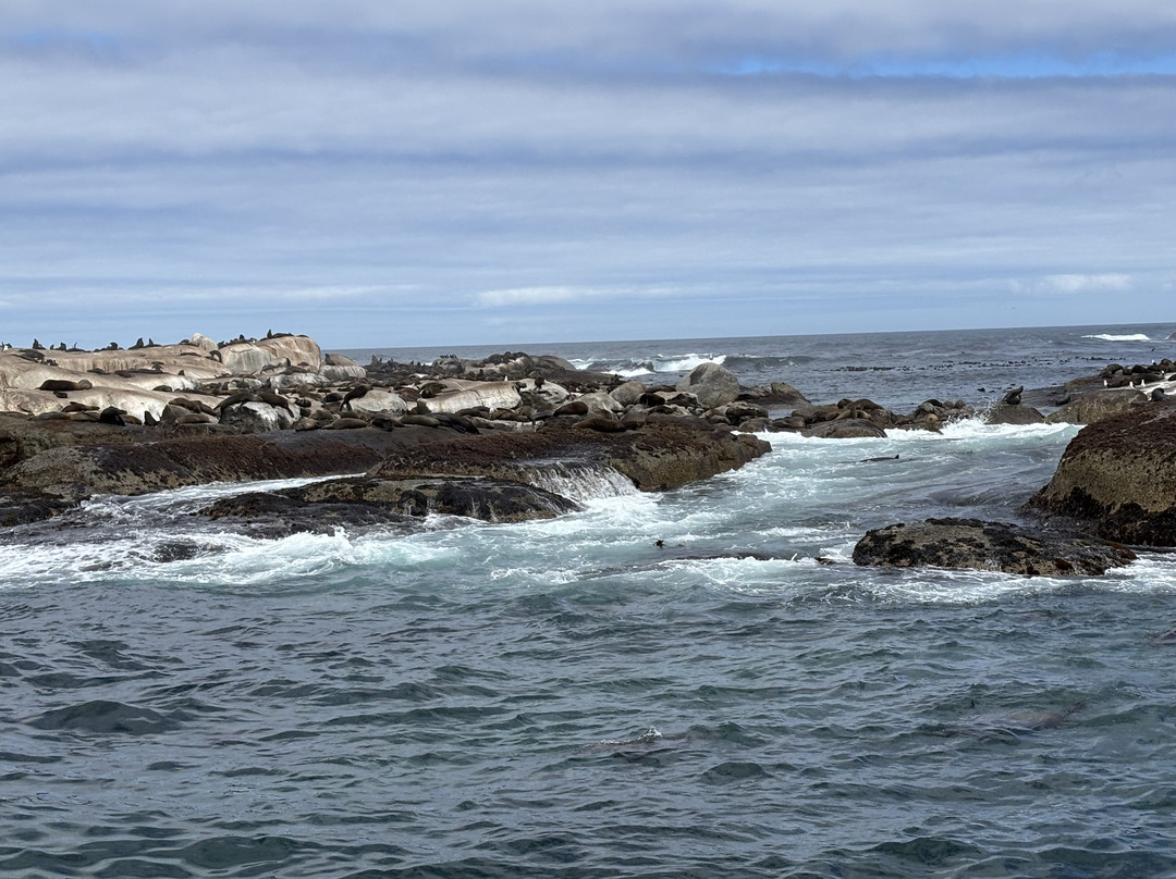 Duiker Island-木湾必去景点