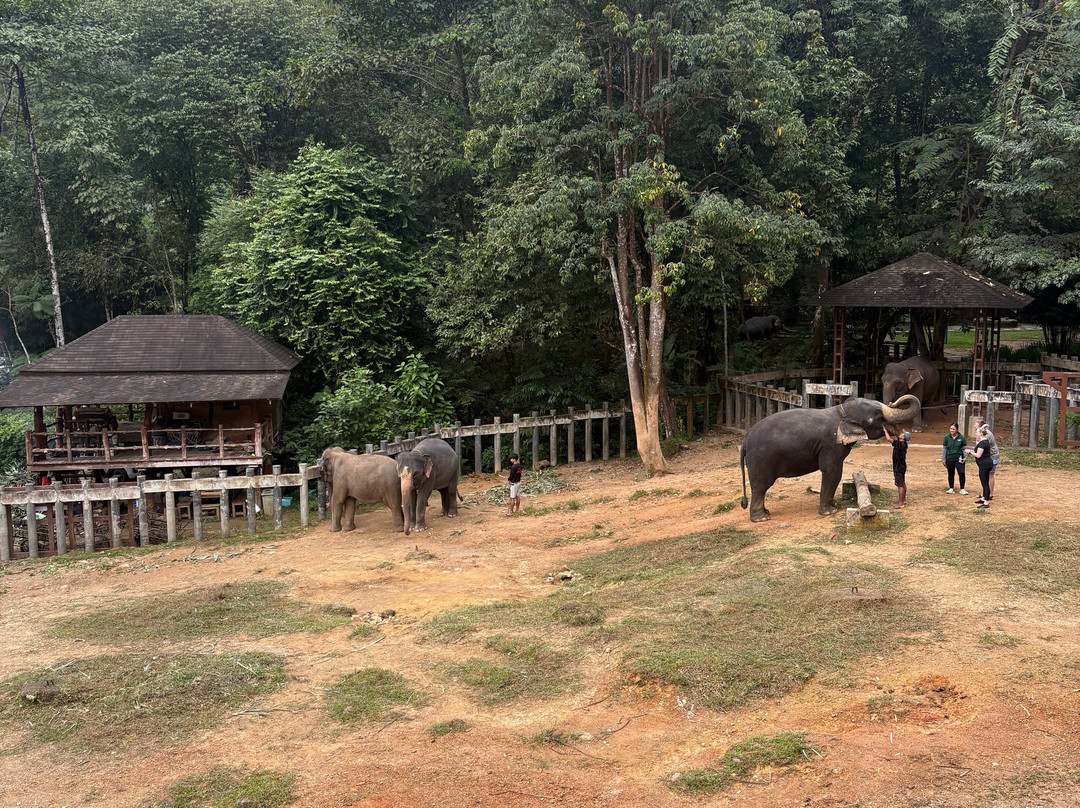 Phang Nga Elephant Park-攀牙必去景点