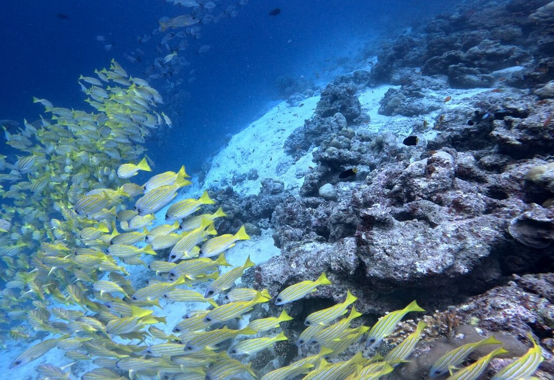 Prodivers Maldives-古丽都岛必去景点