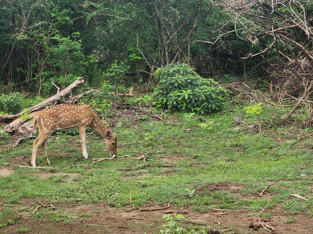 Ceylon Escapes-科伦坡必去景点
