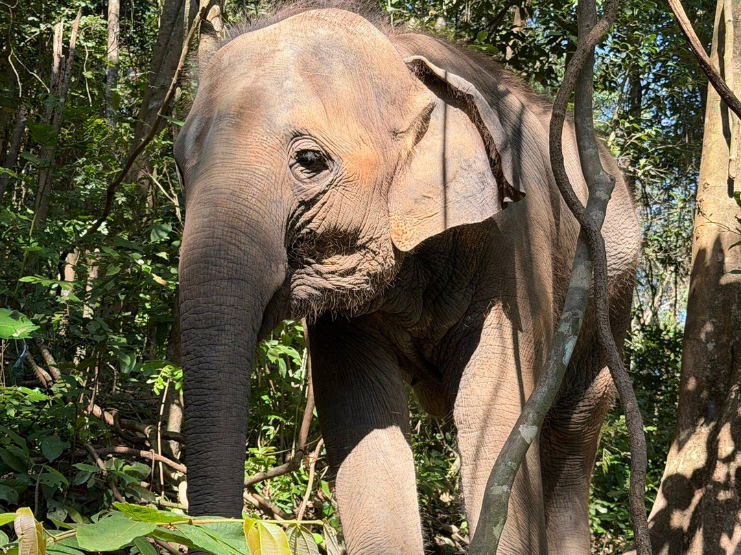 Phuket Elephant Nature Reserve-他朗必去景点