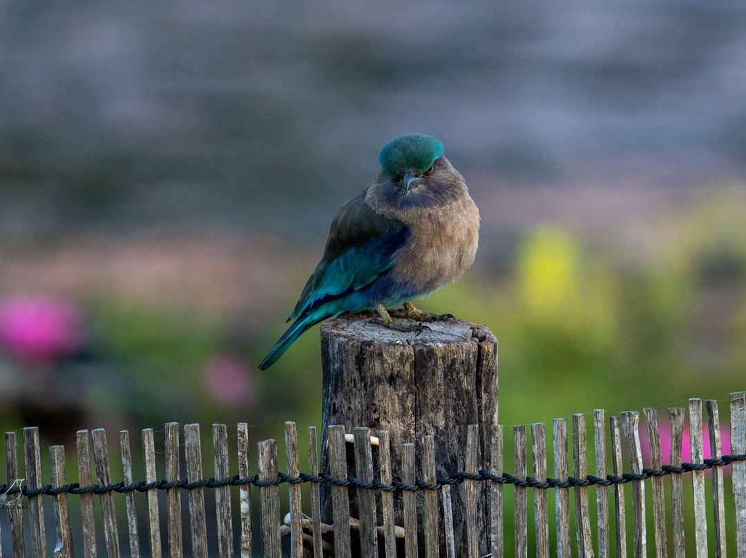 SVC野生动物保护区-暹粒必去景点