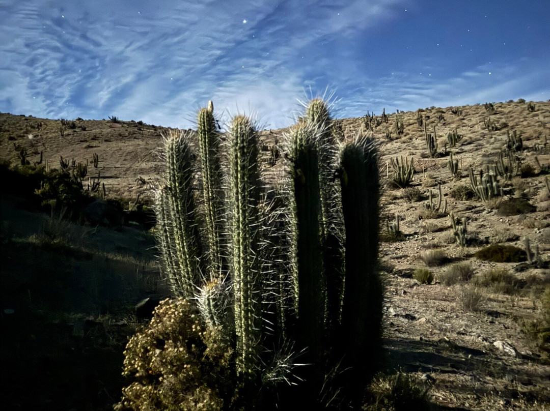 Elki Magic-Vicuna必去景点