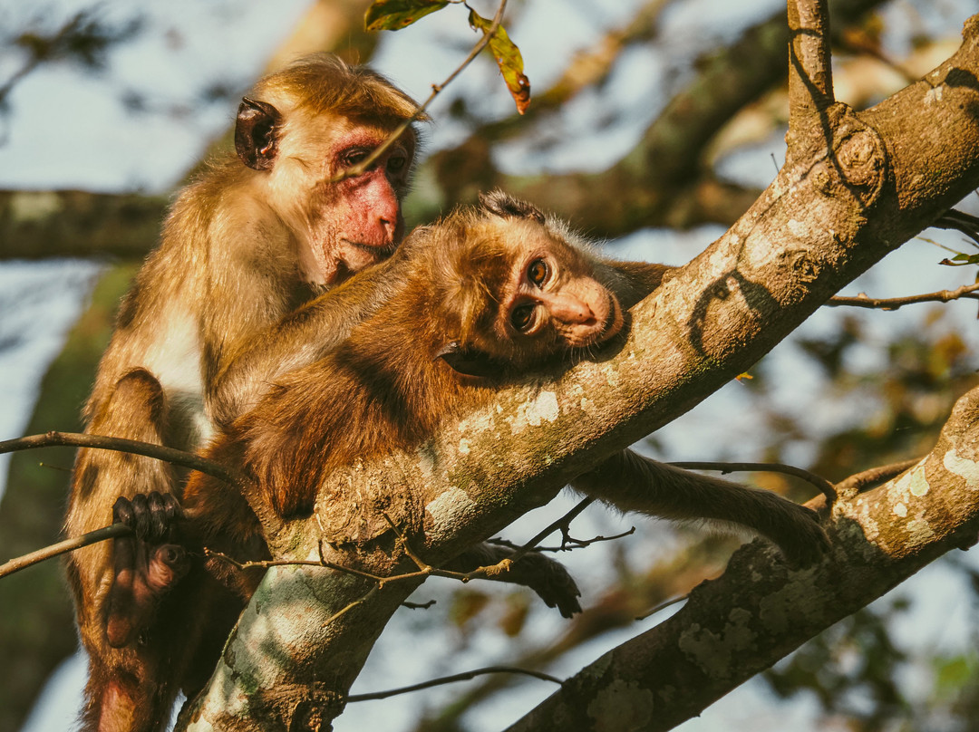 Udawalawe Lahiru Safari Guide Tours-乌达瓦拉维国家公园必去景点