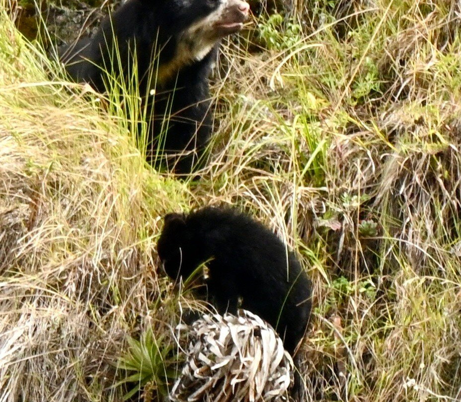 Ecuador Birds Tours-基多必去景点