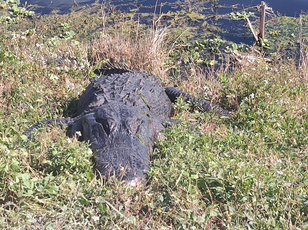 Lake Apopka Wildlife Drive-Apopka必去景点