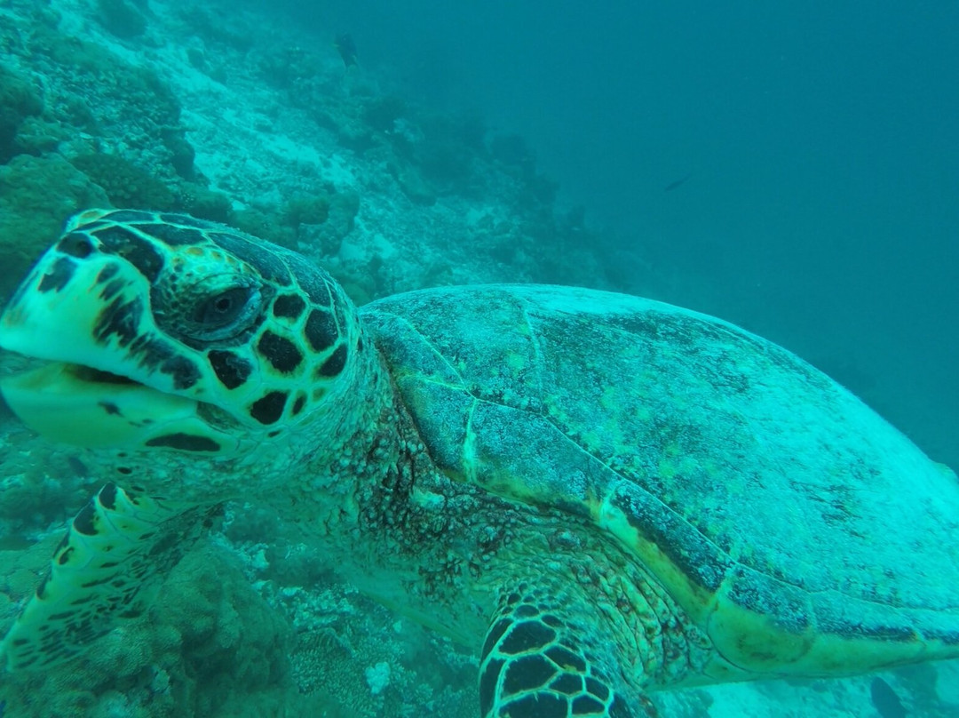 Manta Nomad Divers-Maalhos必去景点