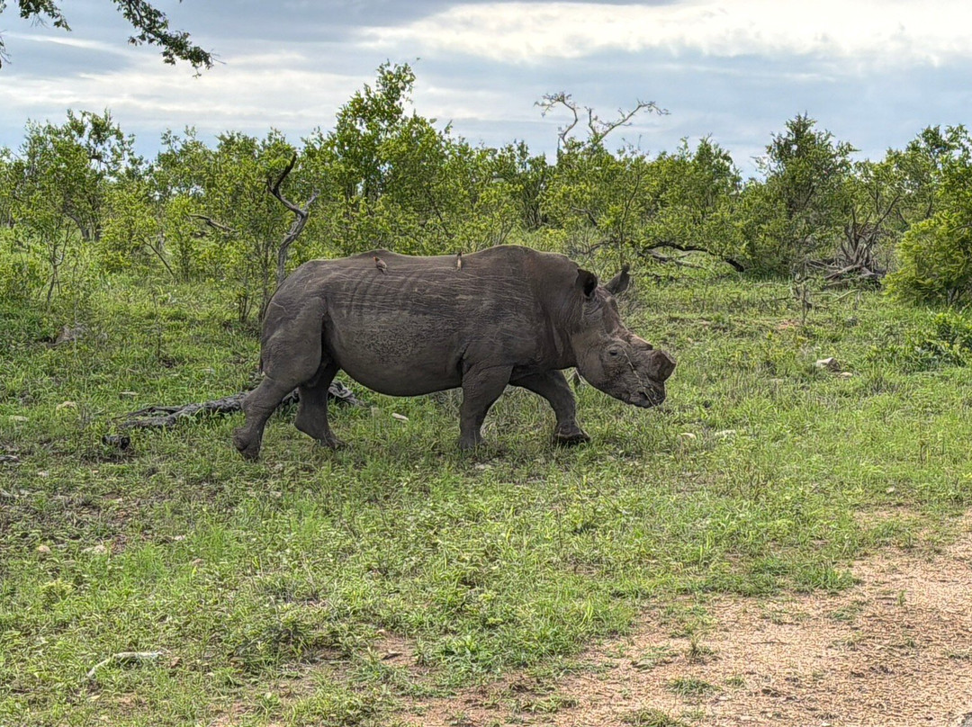 Shinzelle Safaris-雾观必去景点