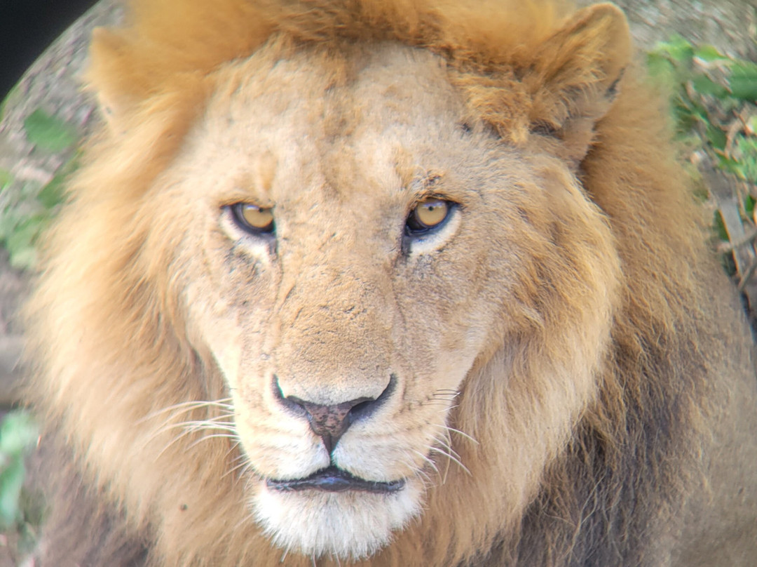 Shadows of Africa-阿鲁沙必去景点