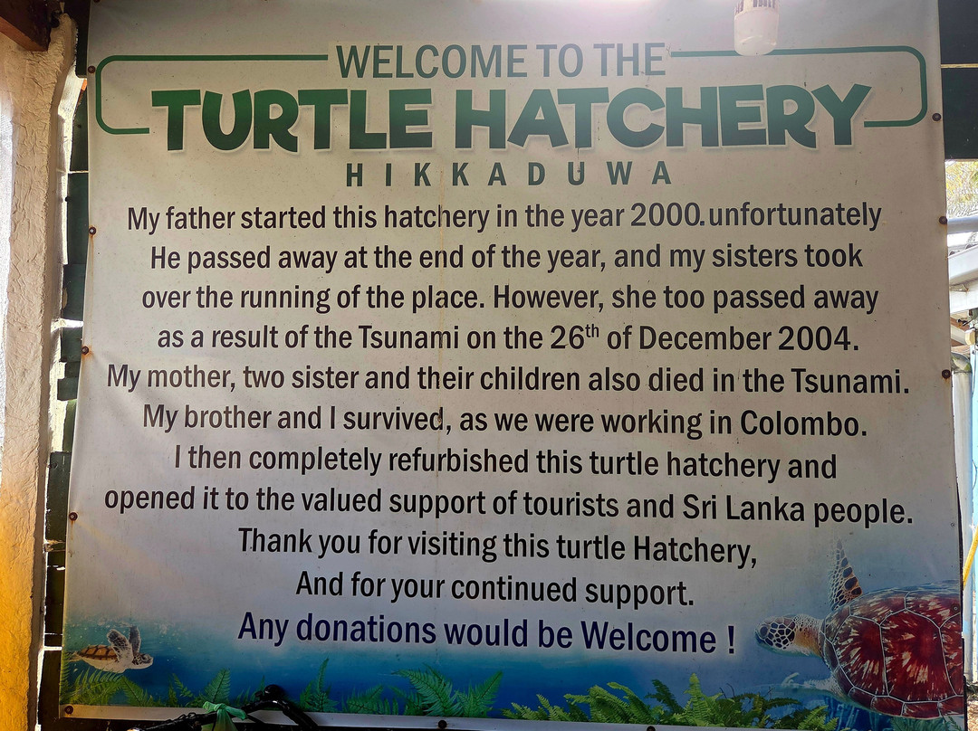 黑卡杜瓦海龟孵化场-希克杜沃必去景点