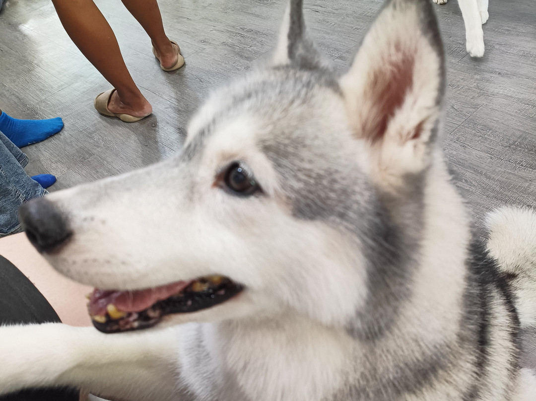 Hahahusky-马六甲必去景点