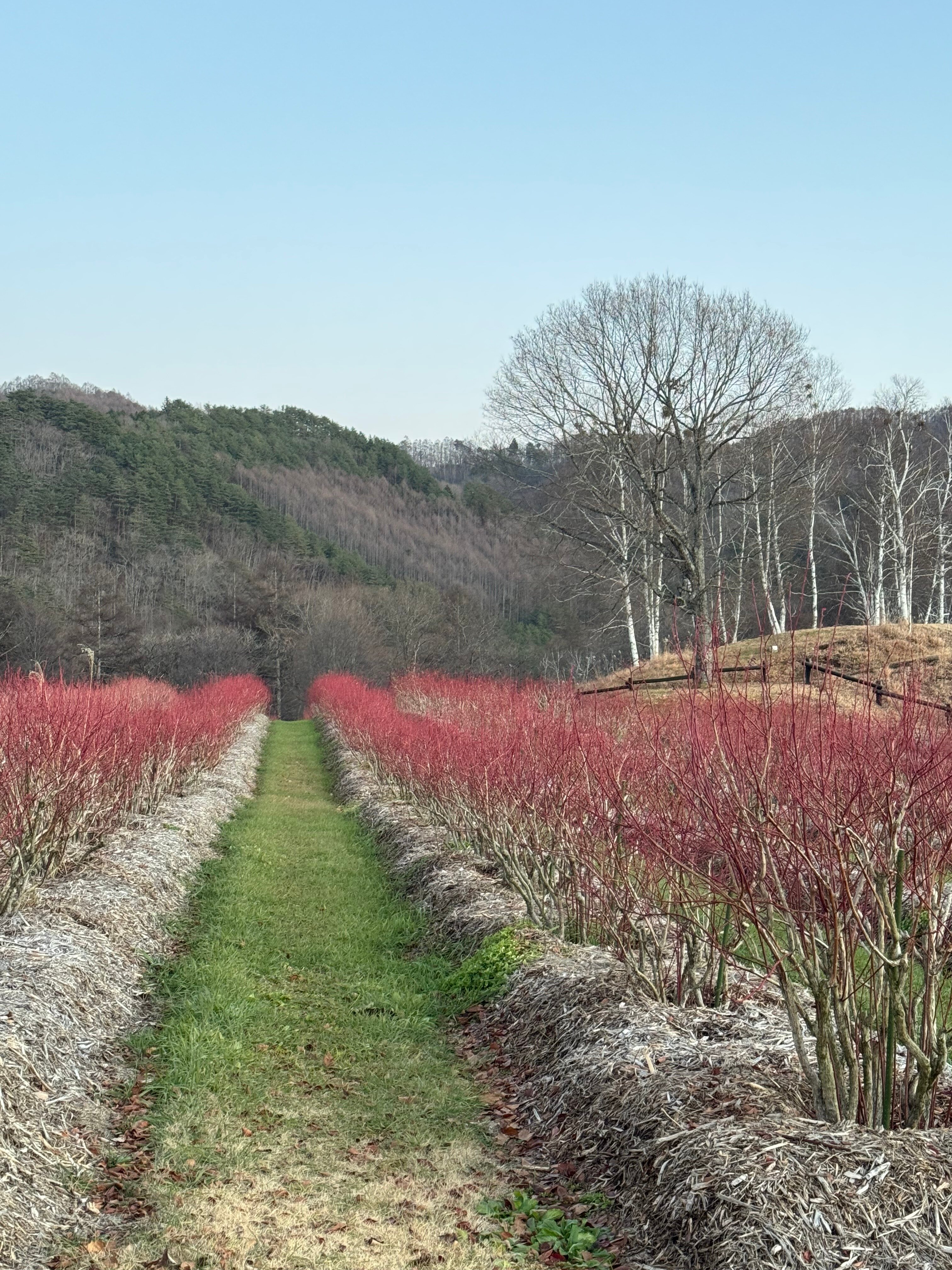 Tsutaya Tokinoyado Kazari-官方