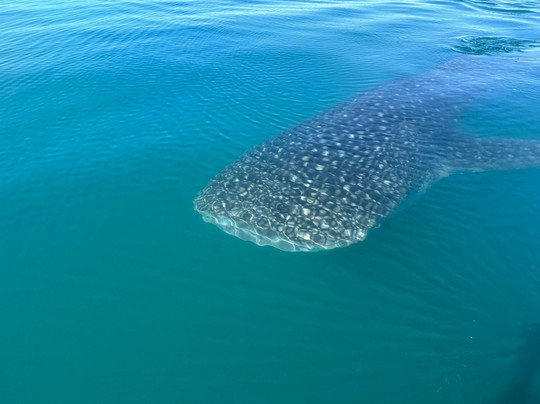 Fun Baja-拉巴斯必去景点