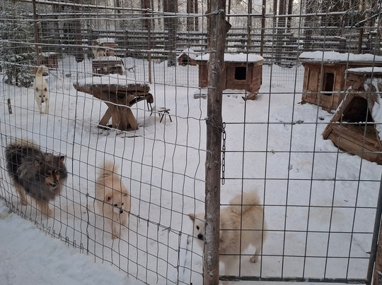 Levi Huskypark-Kongas必去景点