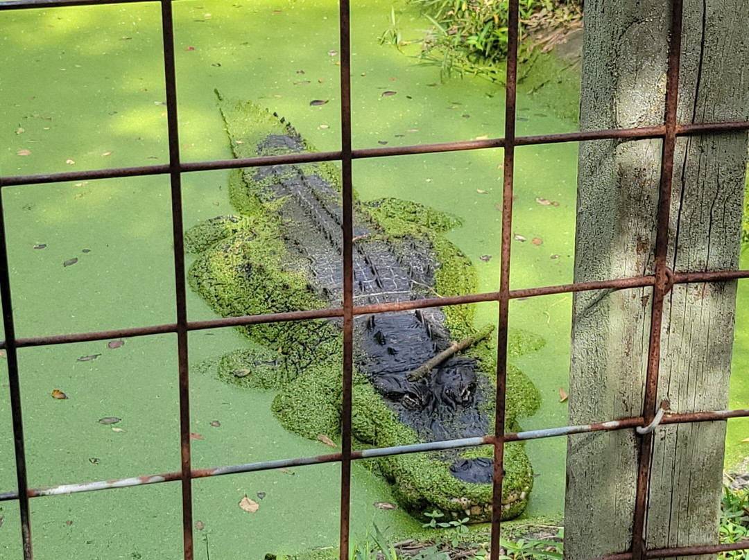 Croc Encounters-坦帕必去景点