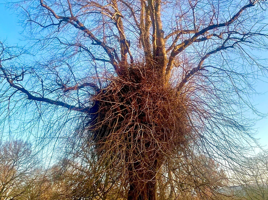 Camperdown Country Park-敦提必去景点