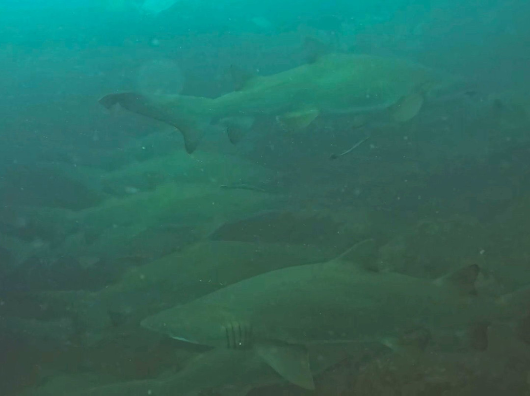 Wolf Rock Dive Centre-Rainbow Beach必去景点