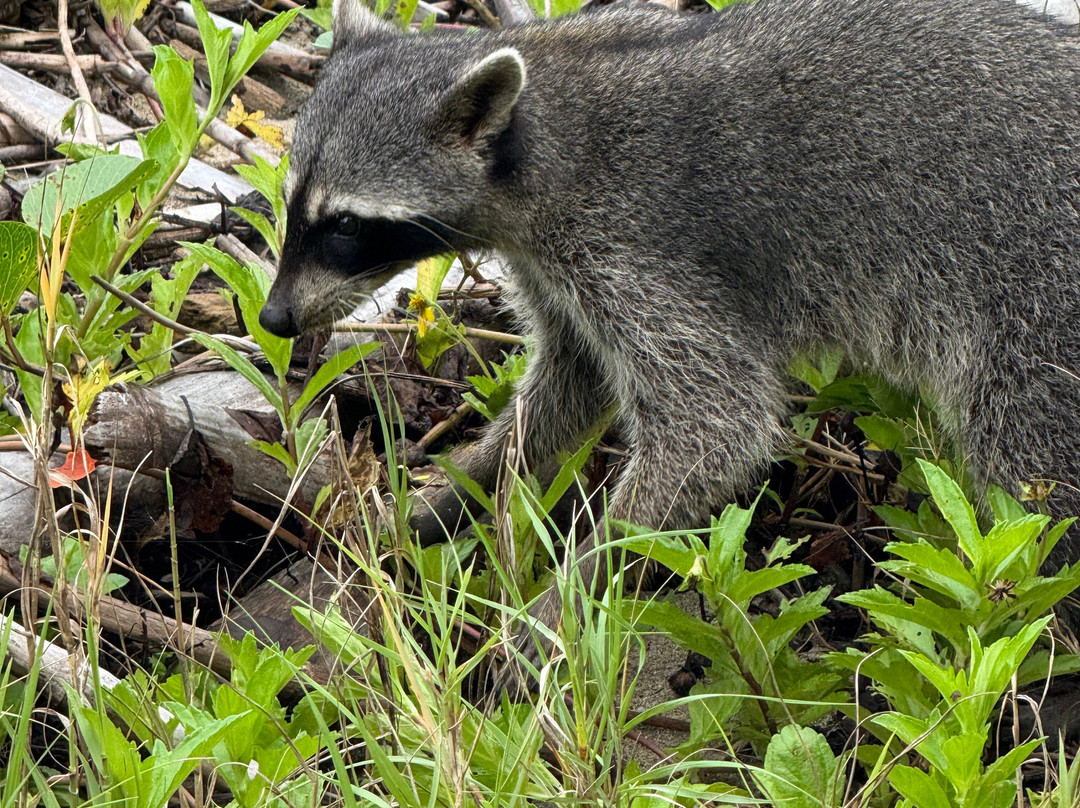 The Biologist from Cahuita-卡维塔必去景点