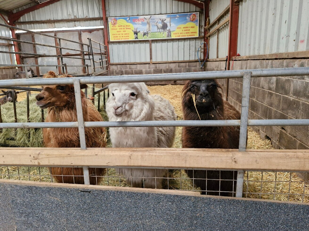 Cantref Adventure Farm and Riding Centre-布雷肯必去景点