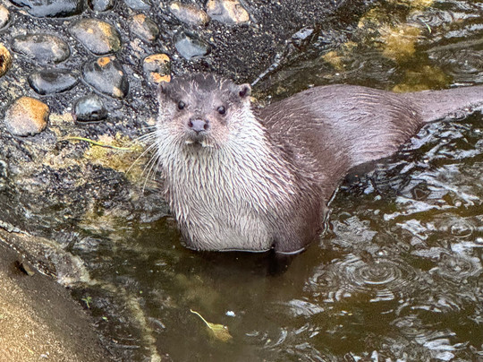 Buckfast Butterfly Farm And Dartmoor Otter Sanctuary-Buckfastleigh必去景点