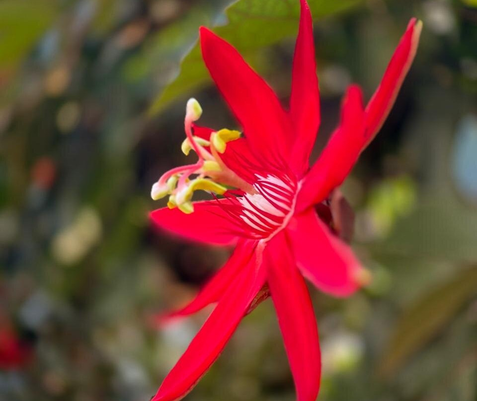 TGI Star Holiday Resort主图