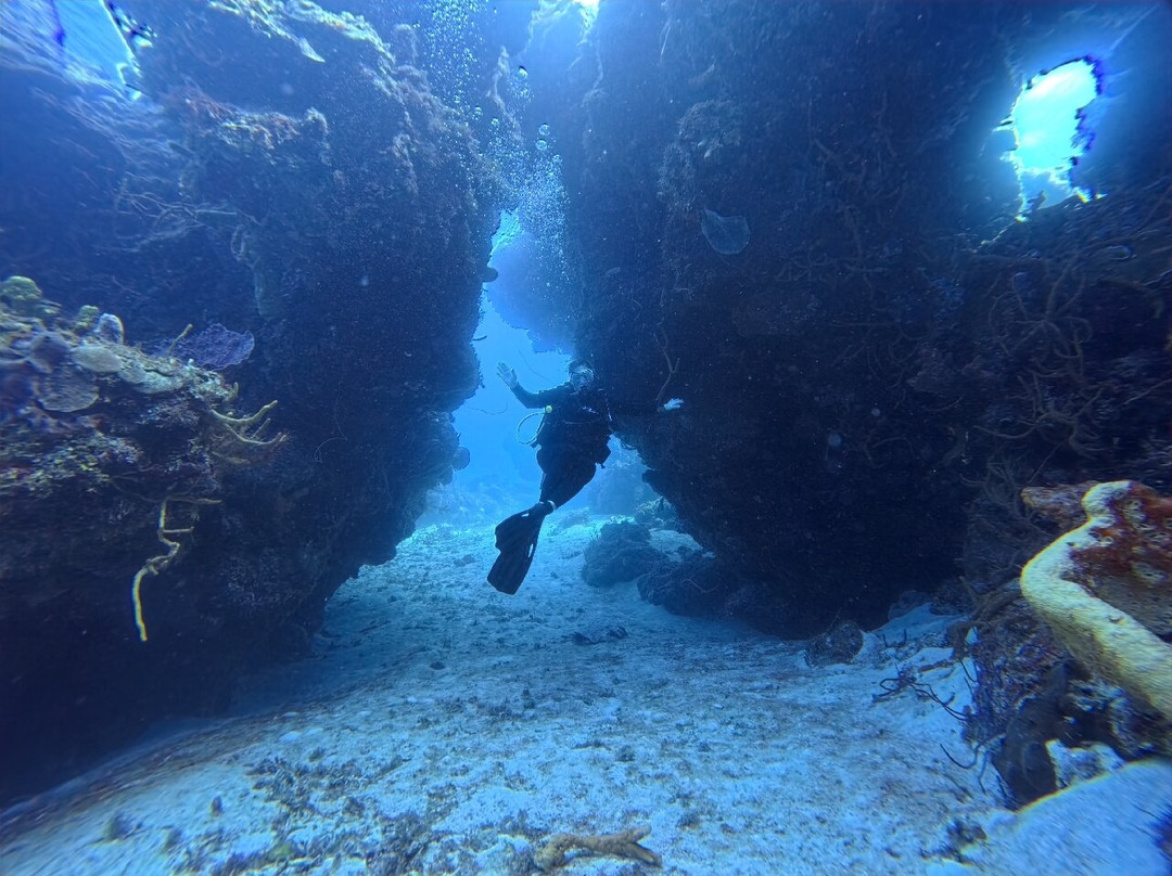 Scuba Life Cozumel-San Miguel de Cozumel必去景点