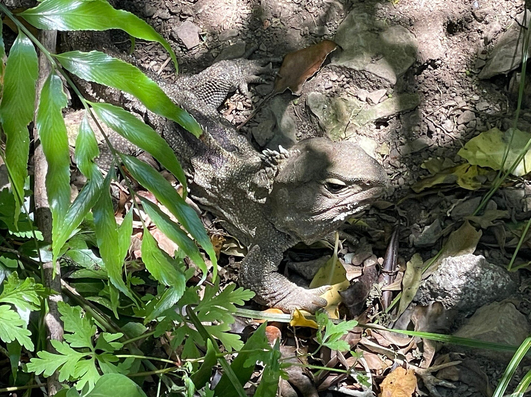 Brook Waimārama Sanctuary-尼尔森必去景点