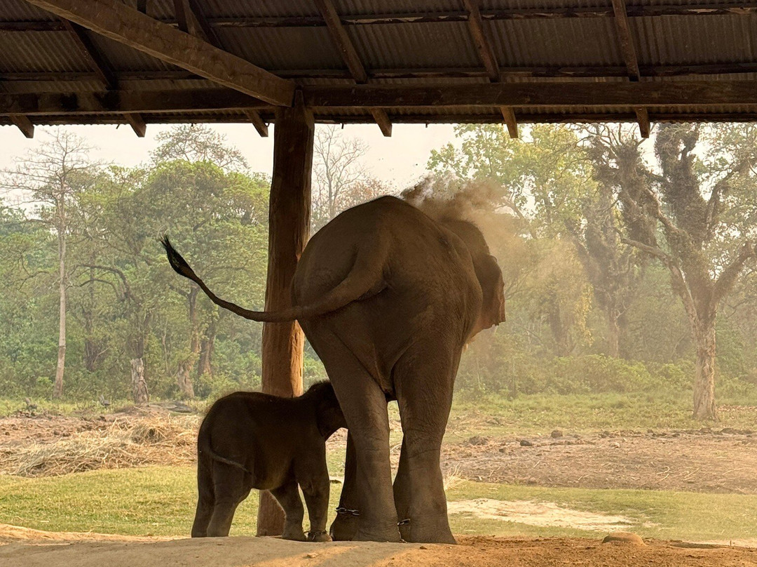 Elephant Breeding Centre-苏拉哈必去景点