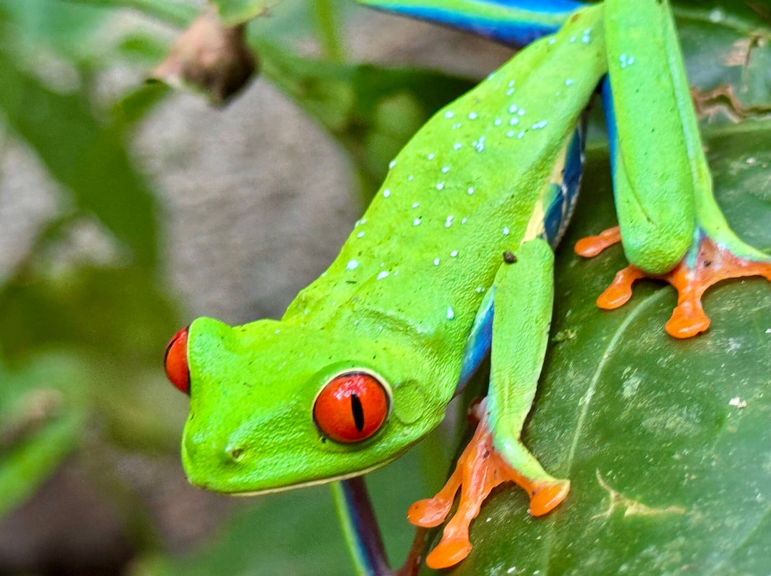 ConchalFun-孔查沙滩必去景点