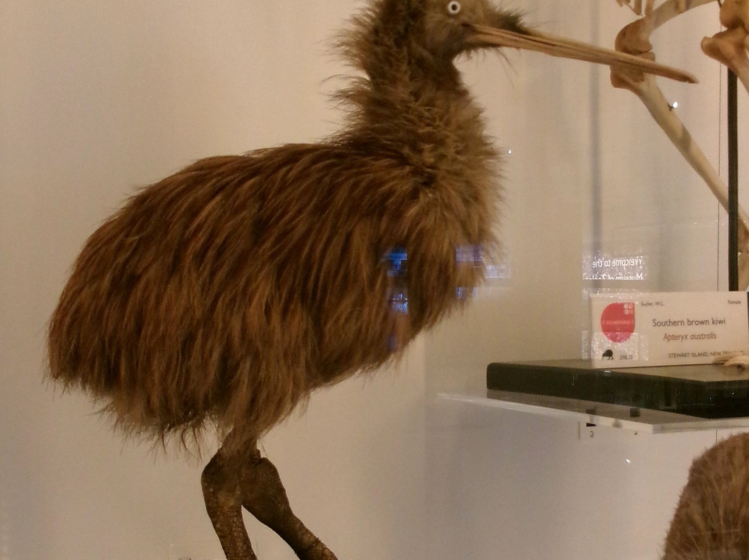 University Museum of Zoology-剑桥必去景点