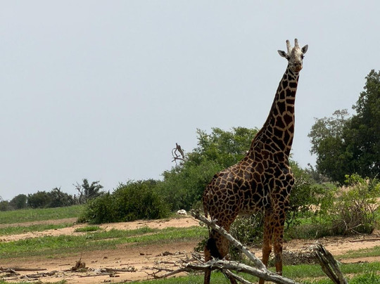 John Nyale Tours & Safari Experience-瓦塔木必去景点