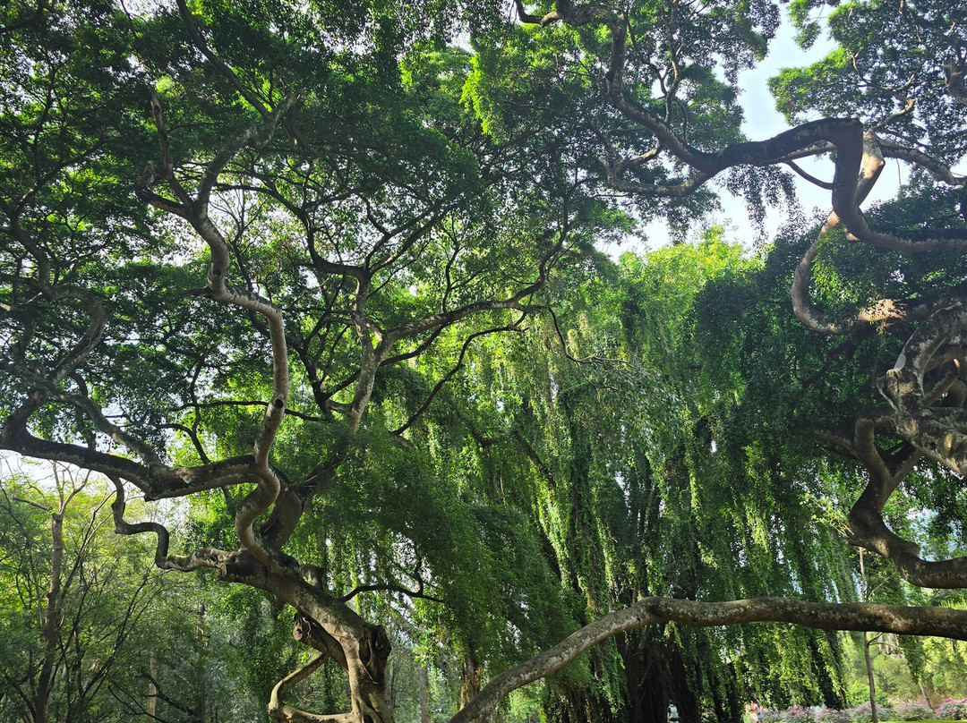 Lux Tours Lanka-康提必去景点