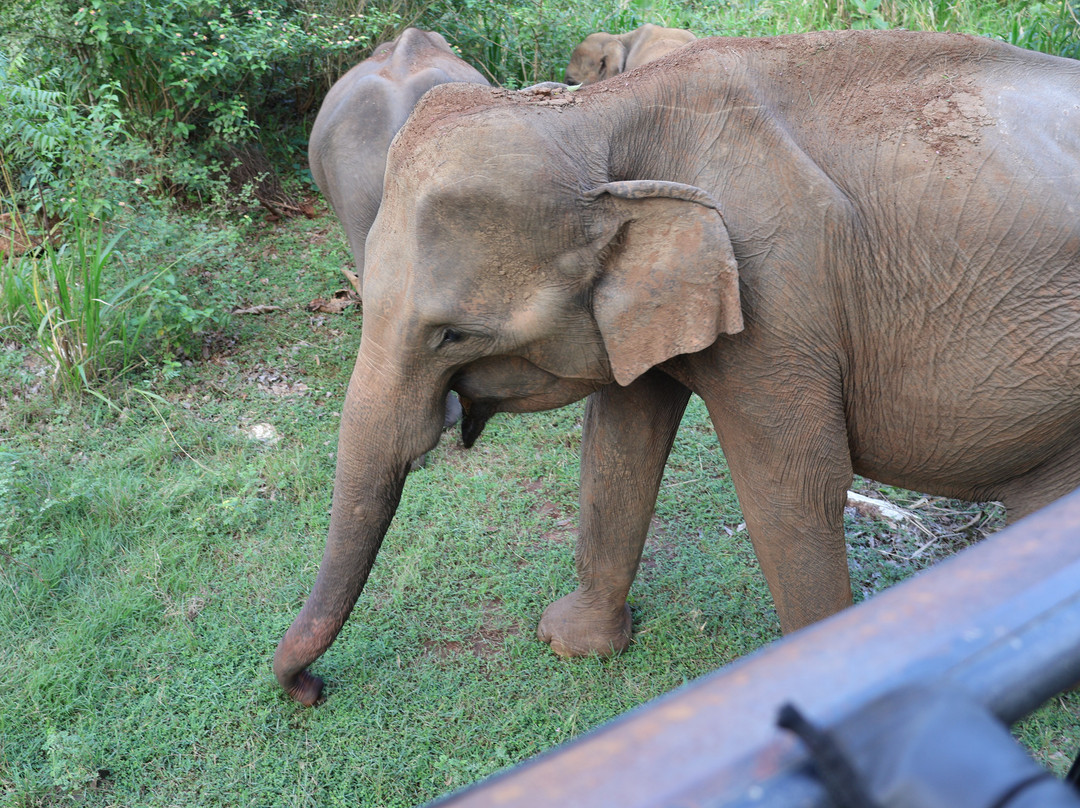 Explore Lanka Tours By Sahan-佩拉德尼亚必去景点