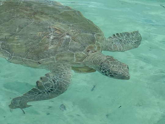 Spanish Wells Fishing-Spanish Wells必去景点