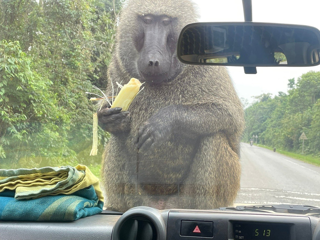 Devine African Safaris-吉佳利必去景点