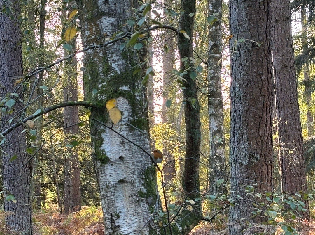 Alice Holt Forest-法纳姆必去景点