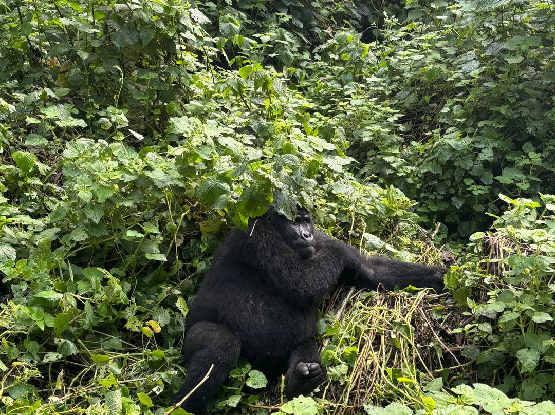 Rwenzori Trekking Services-Kasese必去景点