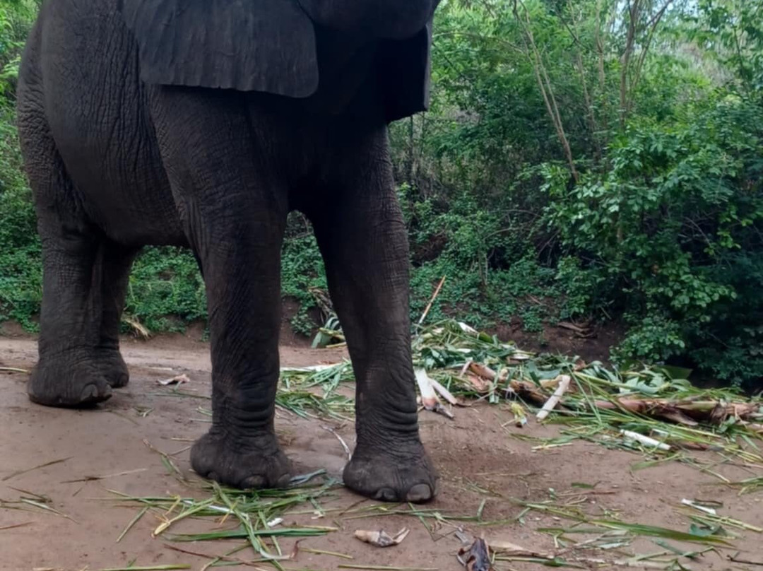 Elephant Whispers-雾观必去景点