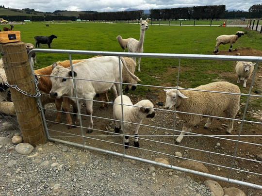 Woodstone Farm, Te Anau, New Zealand-蒂阿瑙必去景点
