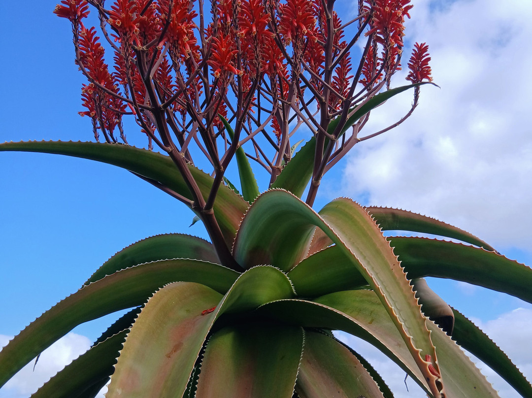 El Grifo - Museo del Vino-San Bartolome必去景点